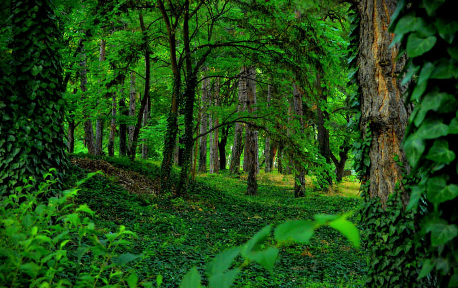 Beautiful Green Forest With Sunlight Peeking Through Trees Wallpaper