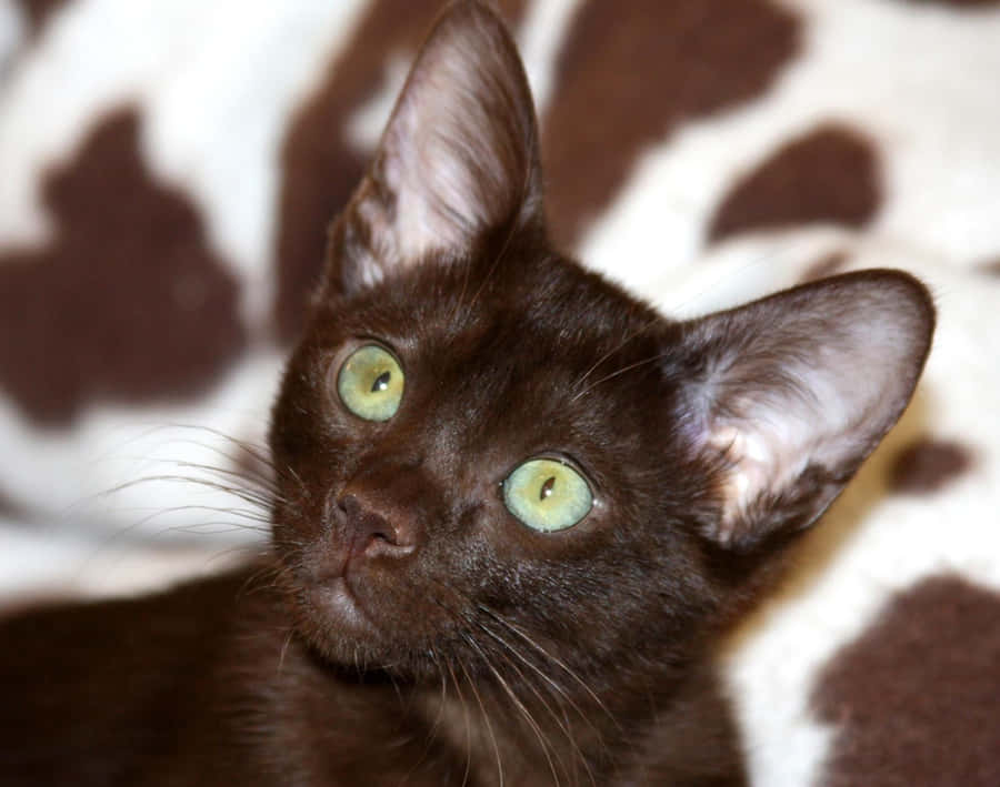 Beautiful Havana Brown Cat Wallpaper