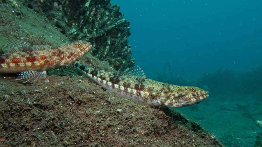 Beautiful Lizardfish In A Vivid Underwater Landscape Wallpaper