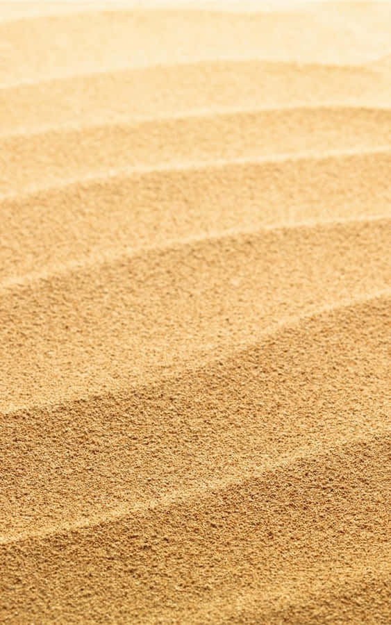 Beautiful Orange Fall Leaves Illuminated By The Sun Wallpaper