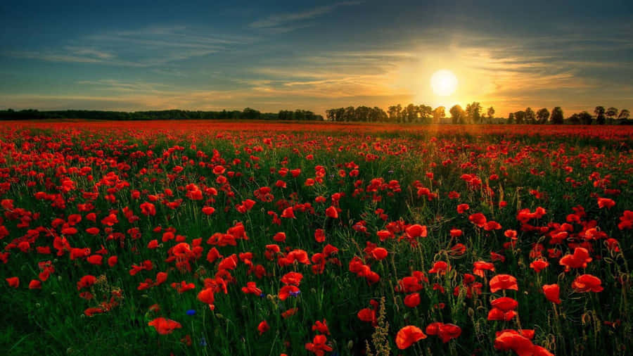 Beautiful Poppy Field At Sunset Wallpaper
