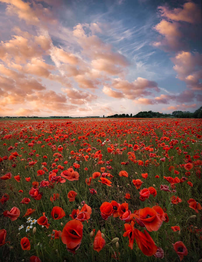Beautiful Poppy Field At Sunset Wallpaper