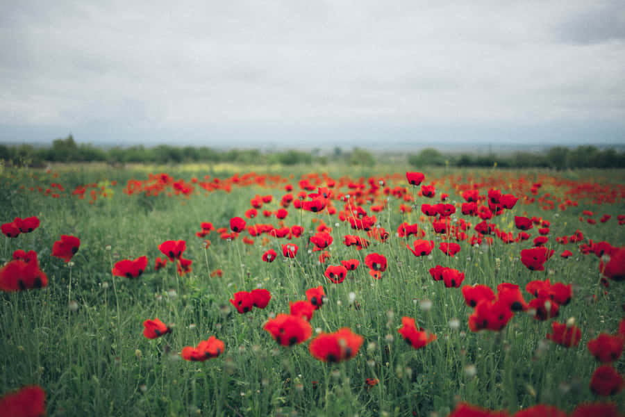 Beautiful Poppy Field In Full Bloom Wallpaper