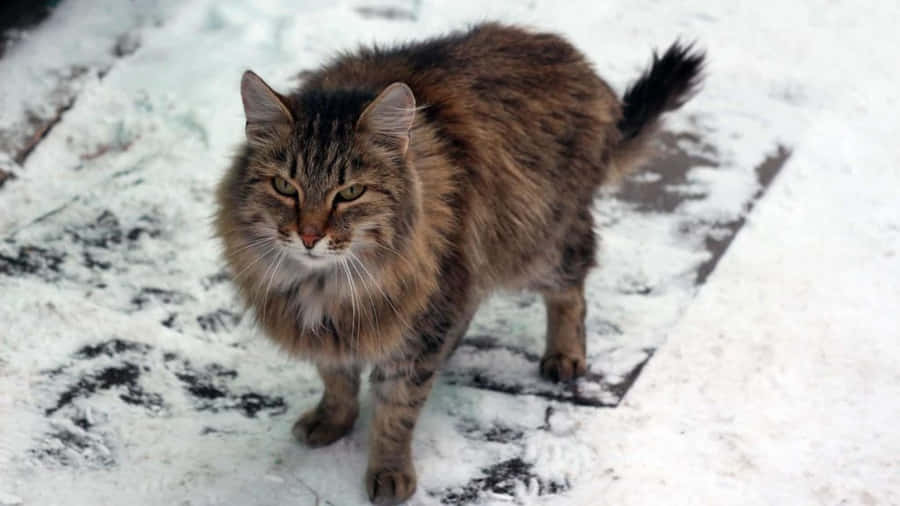 Beautiful Siberian Cat Posing For The Camera Wallpaper