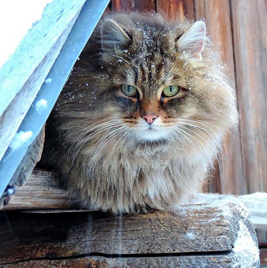 Beautiful Siberian Cat Relaxing On A Bed Wallpaper