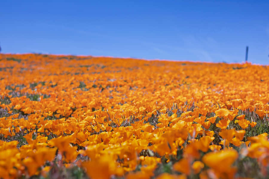 Beautiful Spring Fields Landscape Wallpaper