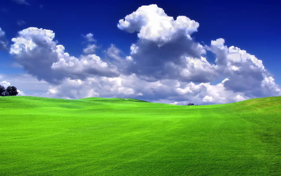 Beautiful Spring Grass Meadow Wallpaper
