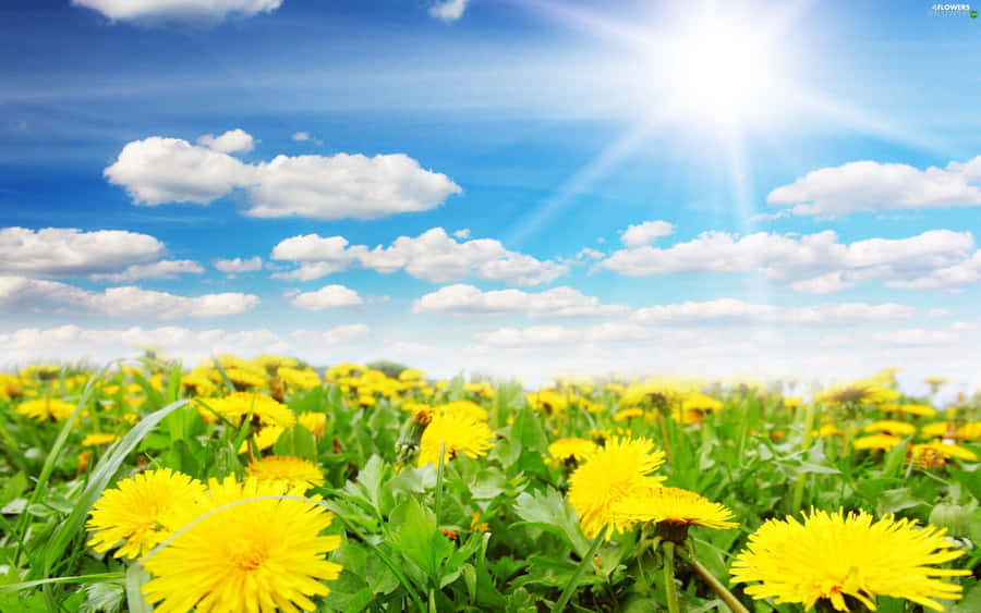 Beautiful Spring Sky Wallpaper