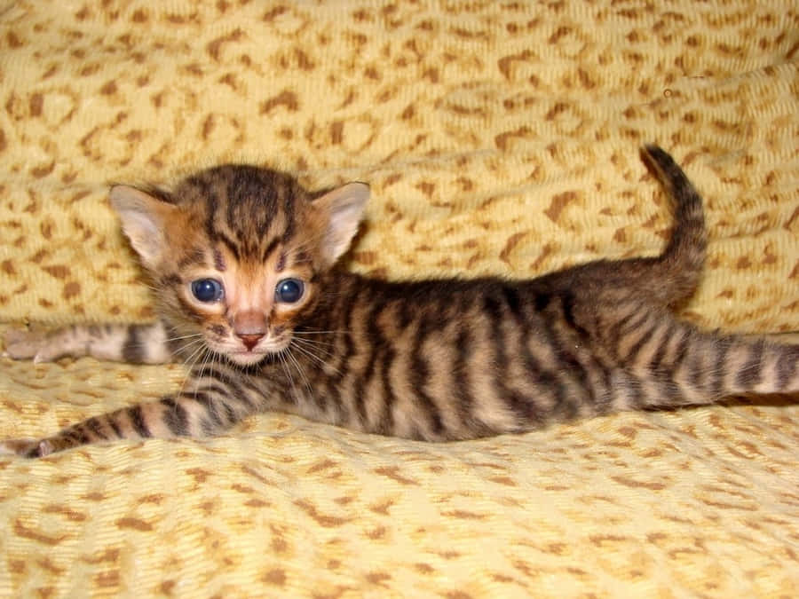 Beautiful Toyger Cat Lounging On A Couch Wallpaper