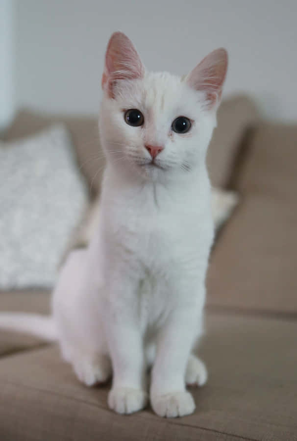 Beautiful White Khao Manee Cat Posing For A Portrait Wallpaper