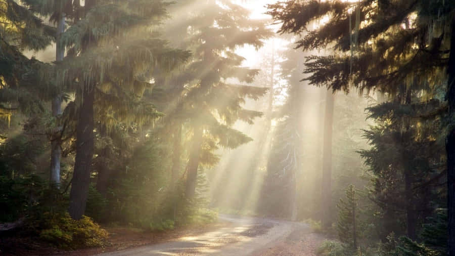 Beautiful Woodland With Sun Rays Wallpaper