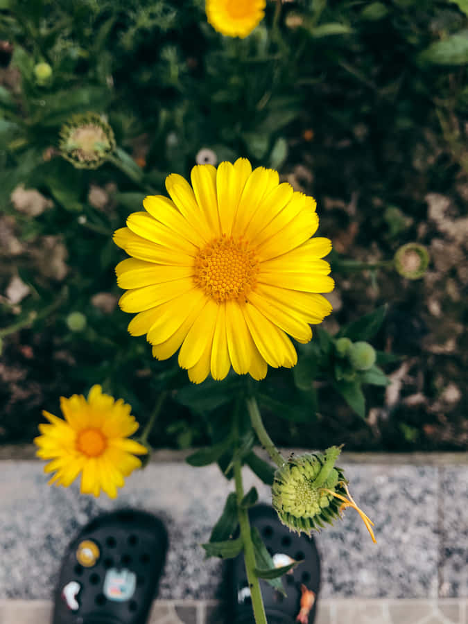 Beautiful Yellow Daisy In Bloom Wallpaper