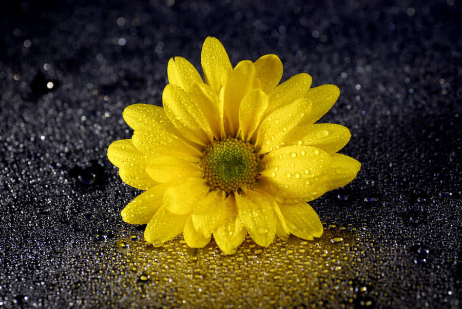 Beautiful Yellow Daisy In Full Bloom Wallpaper