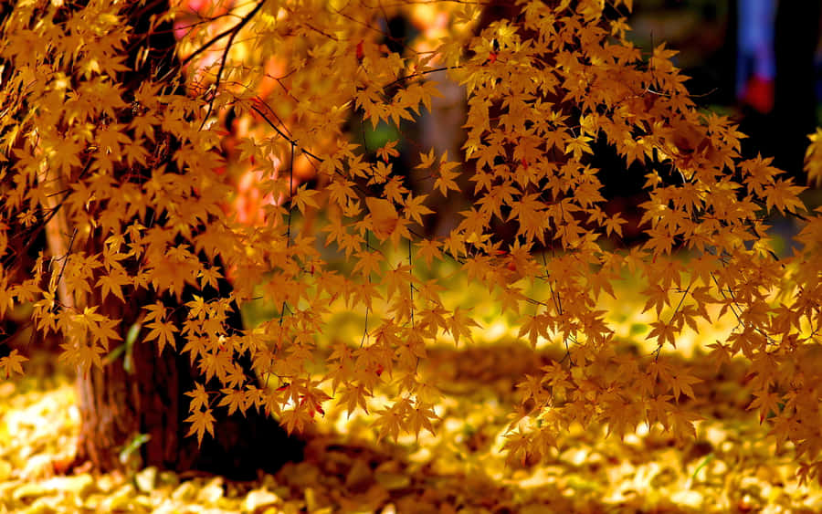 Beautiful Yellow Leaves In Autumn Wallpaper
