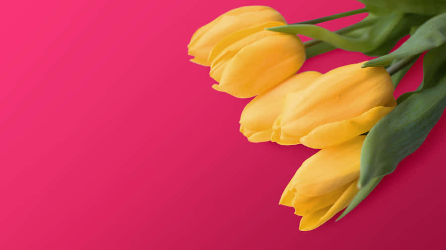 Beautiful Yellow Tulips In Full Bloom Wallpaper