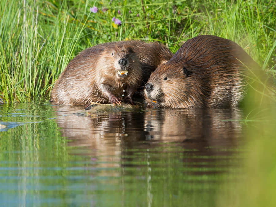 Beavers_by_ Water Wallpaper
