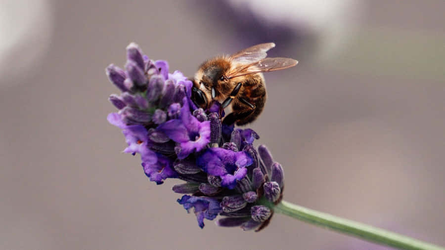 Bee On Purple Lavender Wallpaper