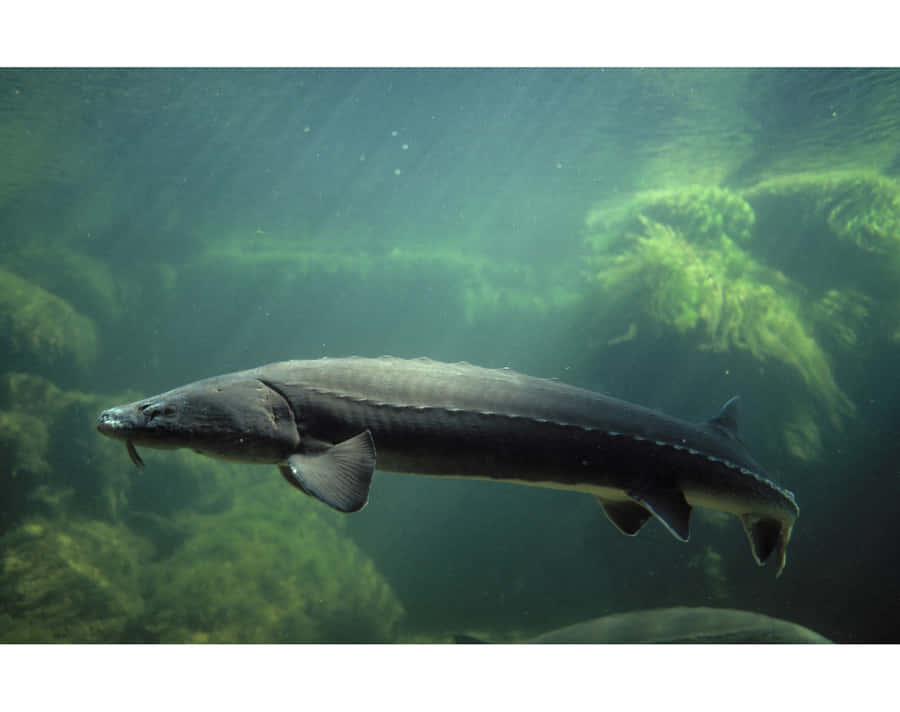 Beluga Sturgeon Swimming Underwater.jpg Wallpaper