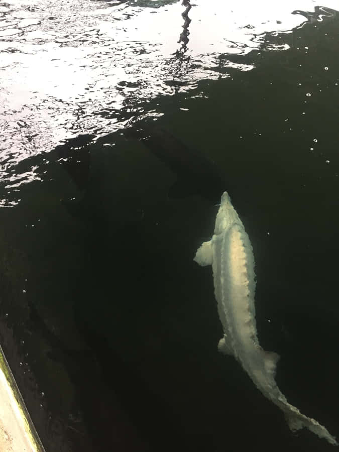 Beluga Sturgeon Swimmingin Dark Waters Wallpaper