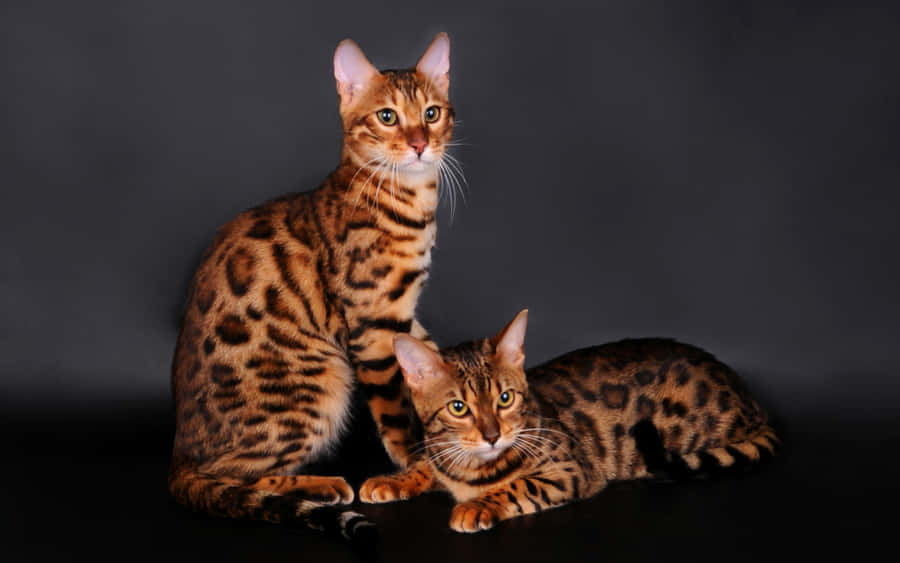 Bengal Cats Elegant Pose Wallpaper