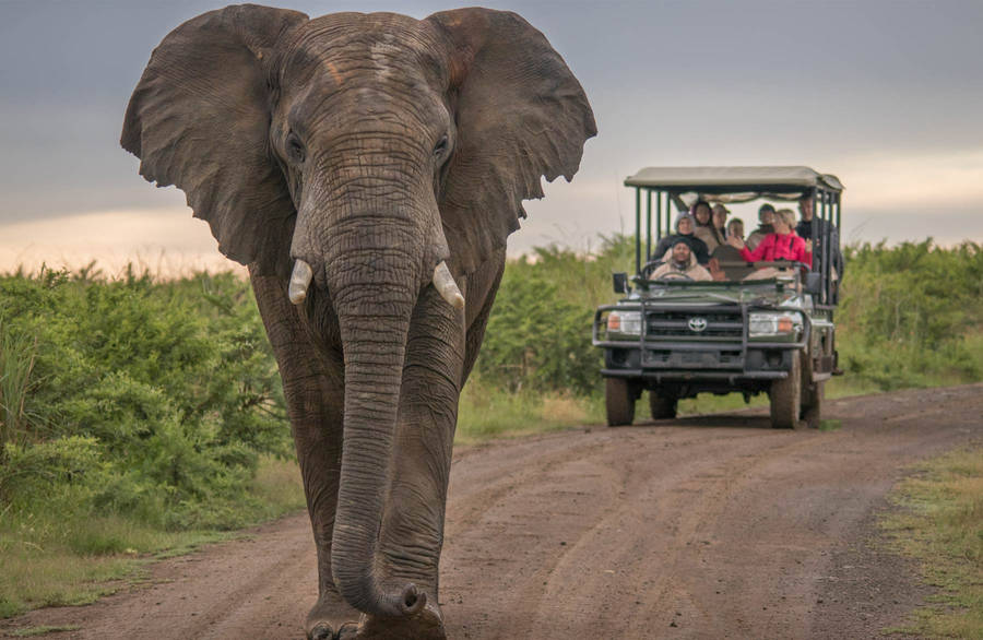 Big Elephant Wallpaper