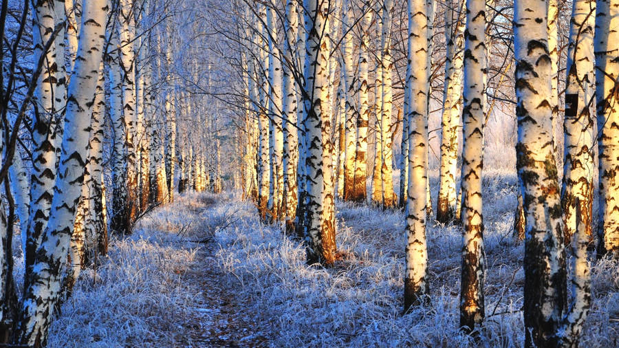 Birch Tree Winter Snow Nature Wallpaper