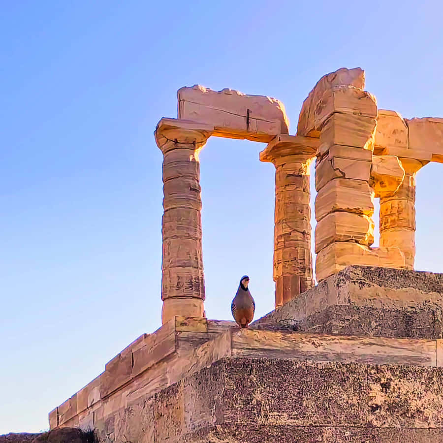 Bird Sitting Atop Ruins Sounion Wallpaper