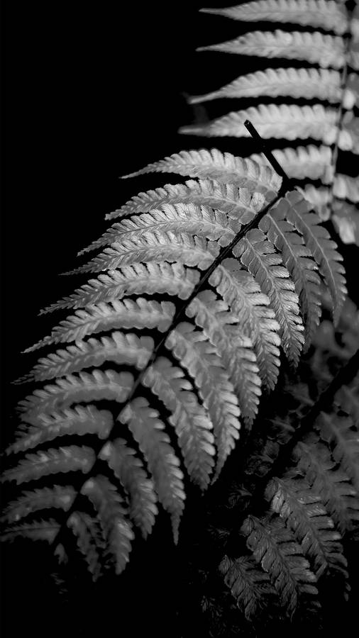Black Aesthetic Iphone Fern Leaves Wallpaper