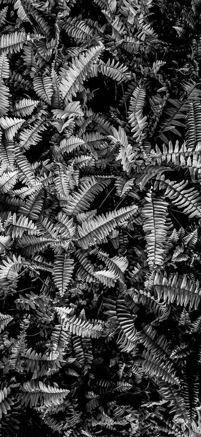 Black Aesthetic Iphone Ferns Wallpaper