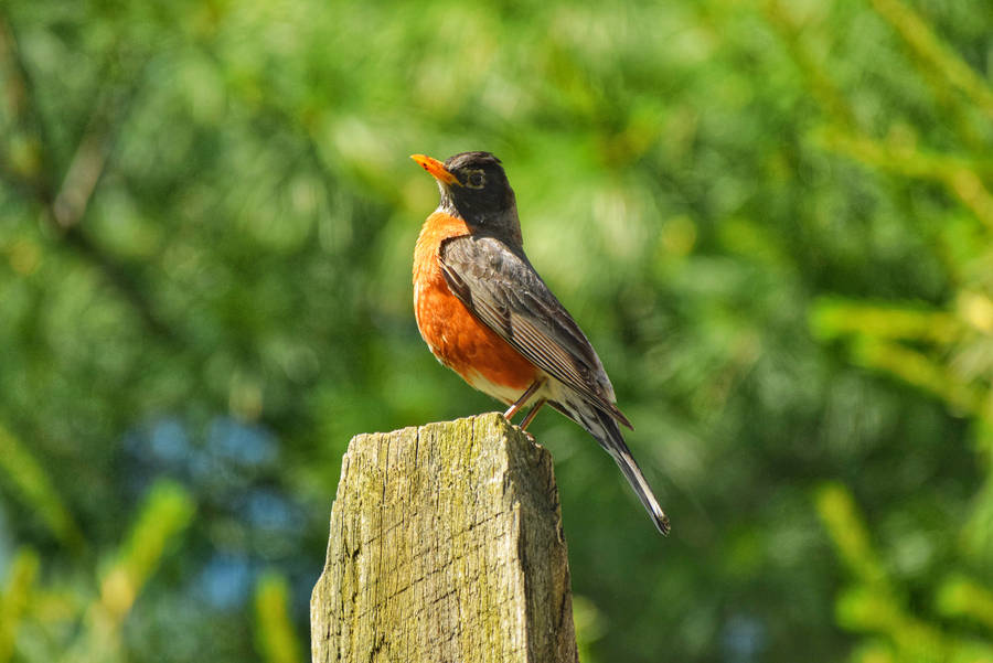 Black And Orange Beautiful Birds Wallpaper