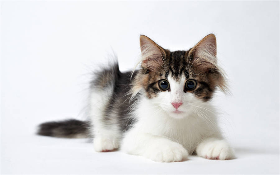 Black And White Cute Kitten Wallpaper