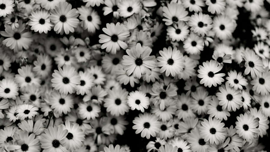 Black And White Daisy Pattern Wallpaper