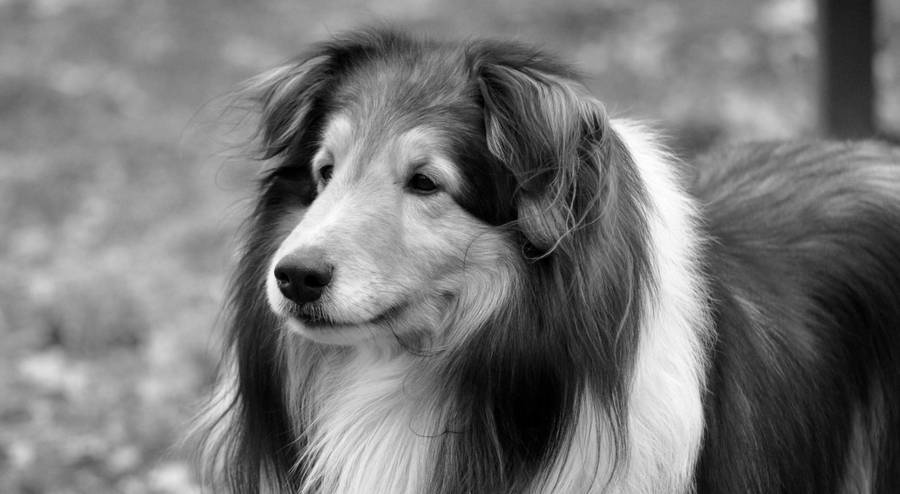 Black And White Dog With Long Fur Wallpaper