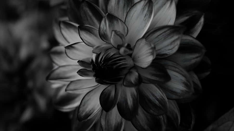 Black And White Floral Elegance Wallpaper