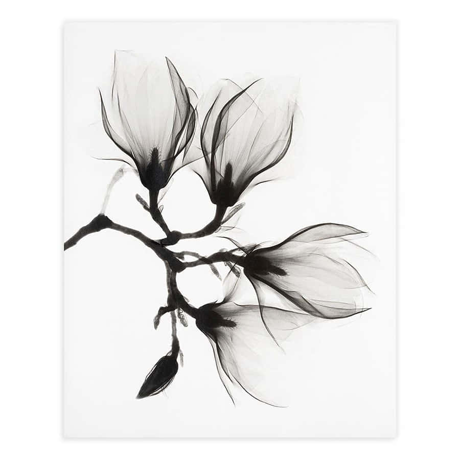 Black And White Line Drawing Wallpaper