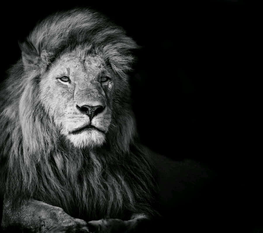Black And White Lion On Black Background Wallpaper