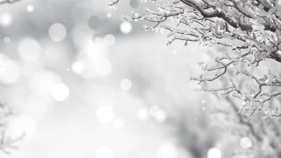 Black And White Winter Wonderland Desktop Wallpaper