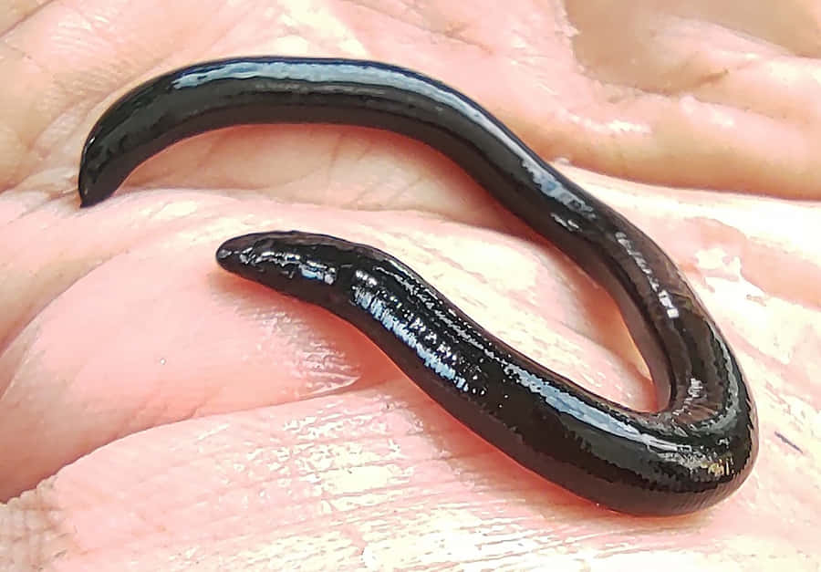 Black Caecilianon Hand Wallpaper