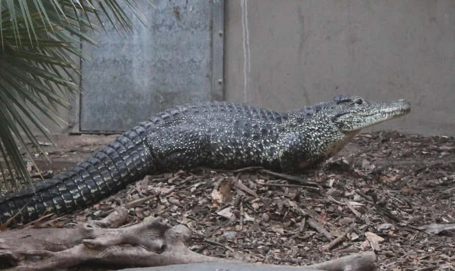 Black Crocodile Restingon Ground.jpg Wallpaper