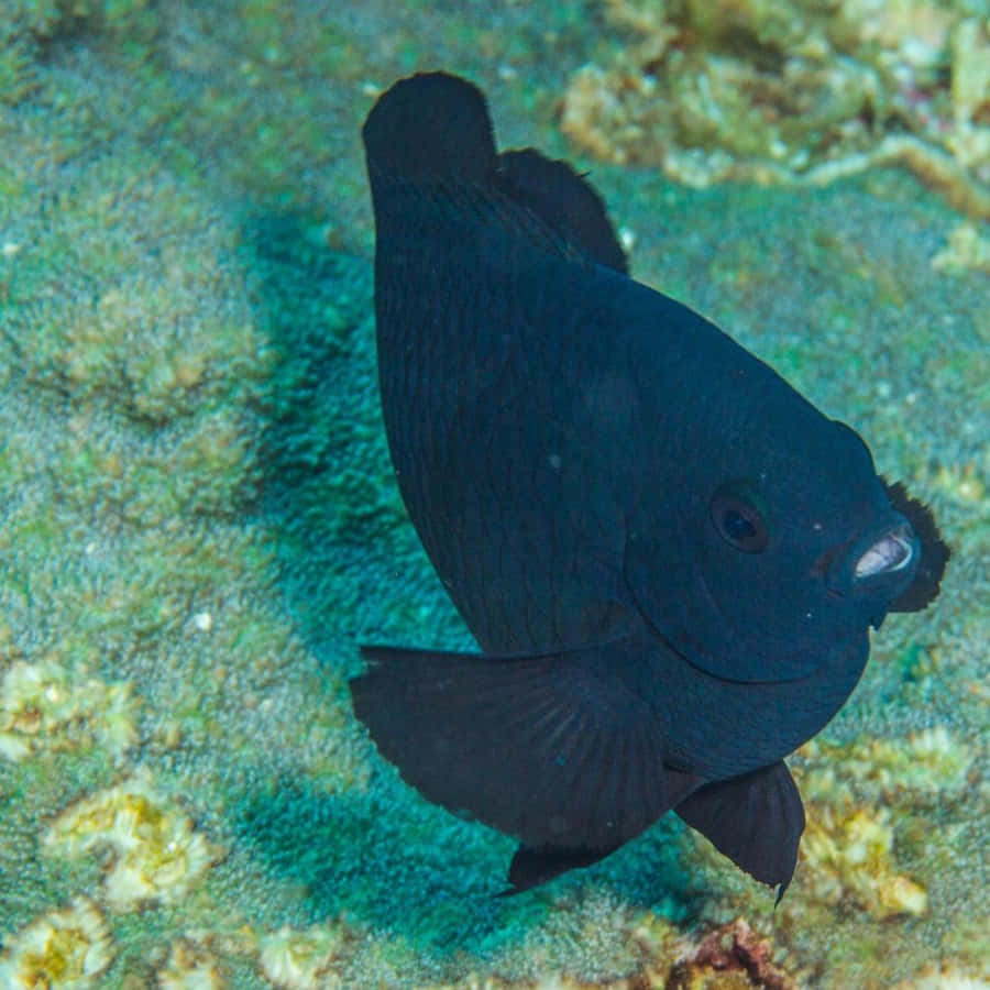 Black Damselfishin Coral Reef Wallpaper