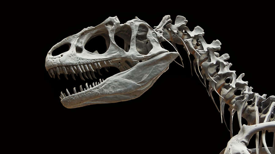 Black Dinosaur Allosaurus Skeleton Wallpaper