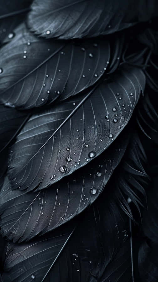 Black Featherswith Water Droplets Wallpaper