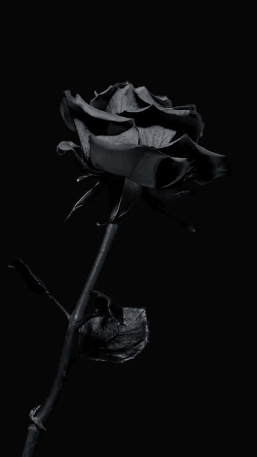 Black Rose On Dark Background Wallpaper