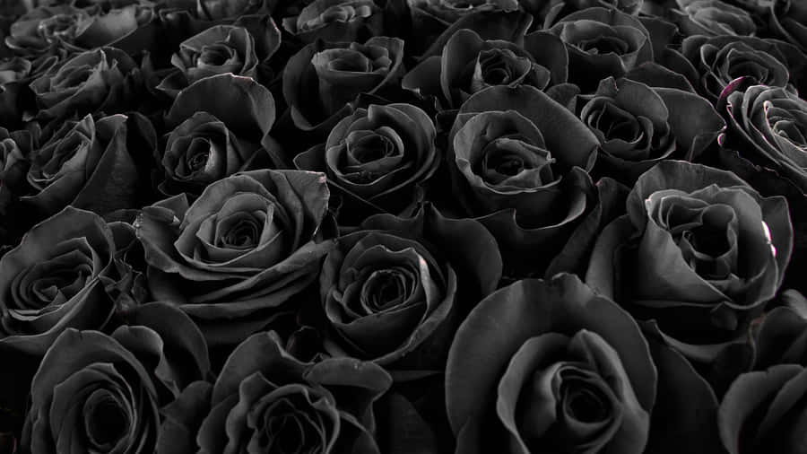 Black Roses Texture Wallpaper