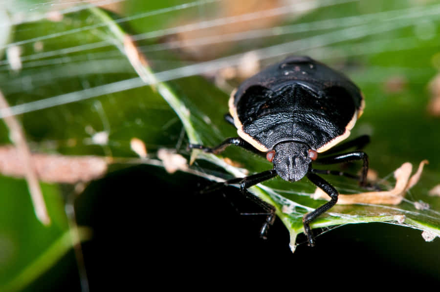 Black Stink Bugon Leaf.jpg Wallpaper