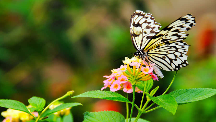 Black White Butterflyon Flower.jpg Wallpaper