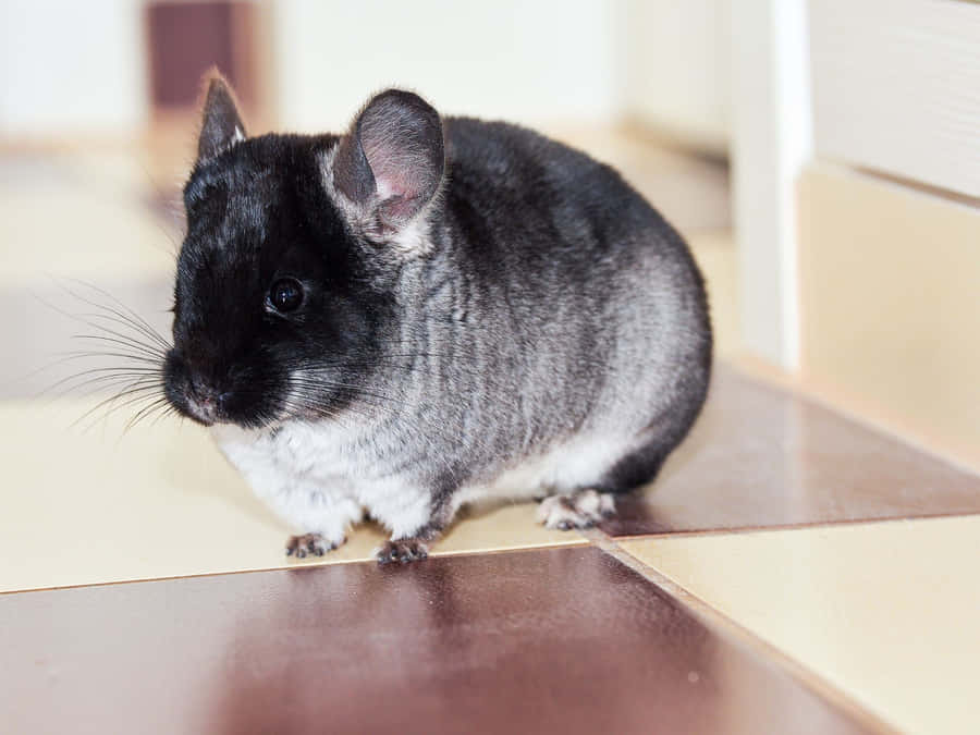 Blackand White Chinchilla Wallpaper