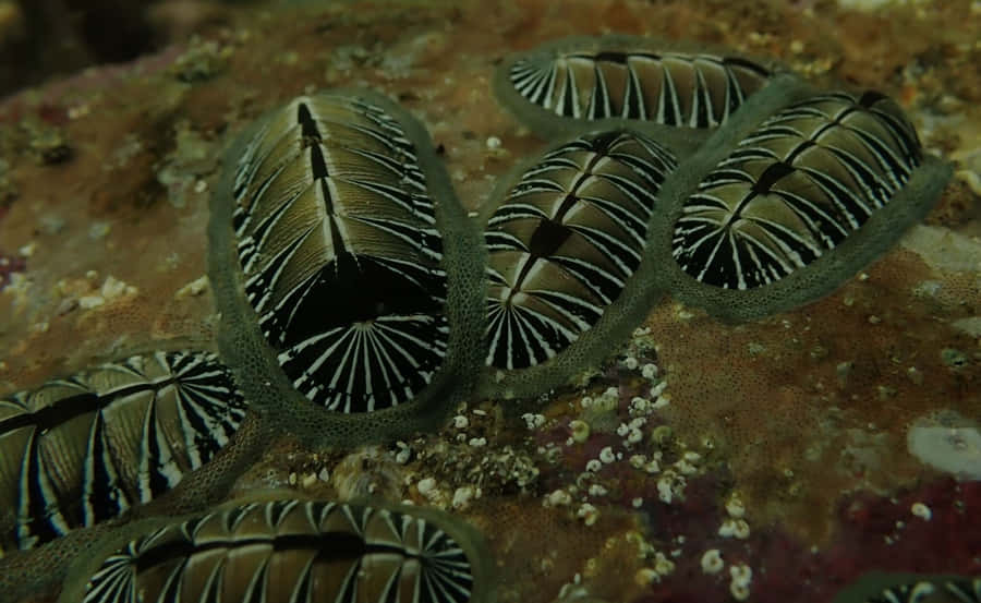 Blackand White Chitonson Rock Wallpaper