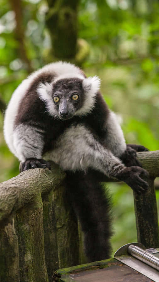 Blackand White Lemur Singapore Zoo Wallpaper