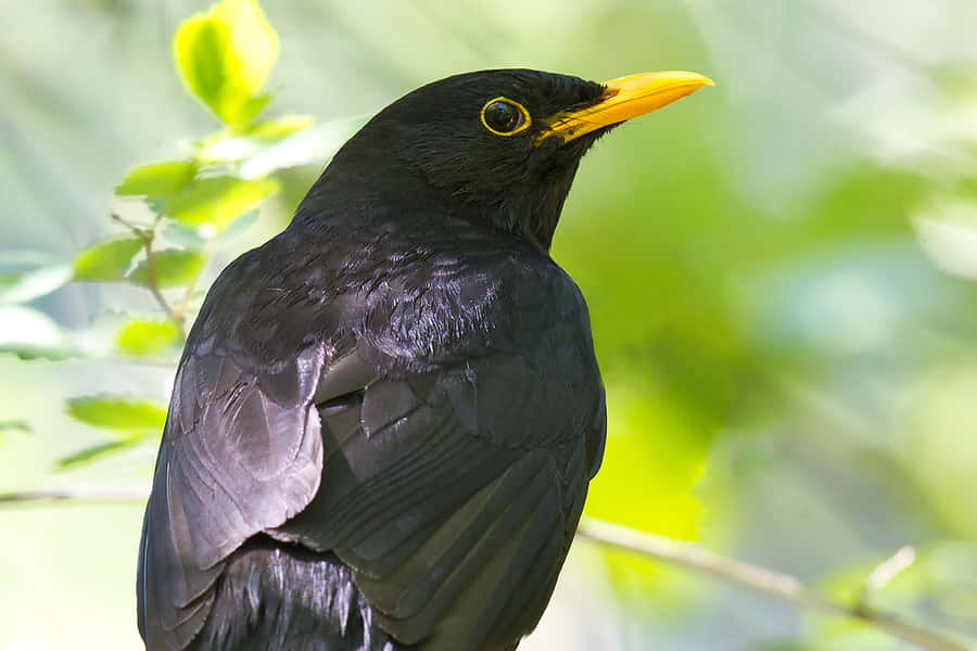 Blackbird Portraitin Nature.jpg Wallpaper